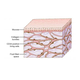 Scientists say they’ve discovered a network of fluid-filled tissue that lines the body, calling it the interstitium. Above, a representation of how it looks.